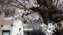 sakura2015-2.jpg