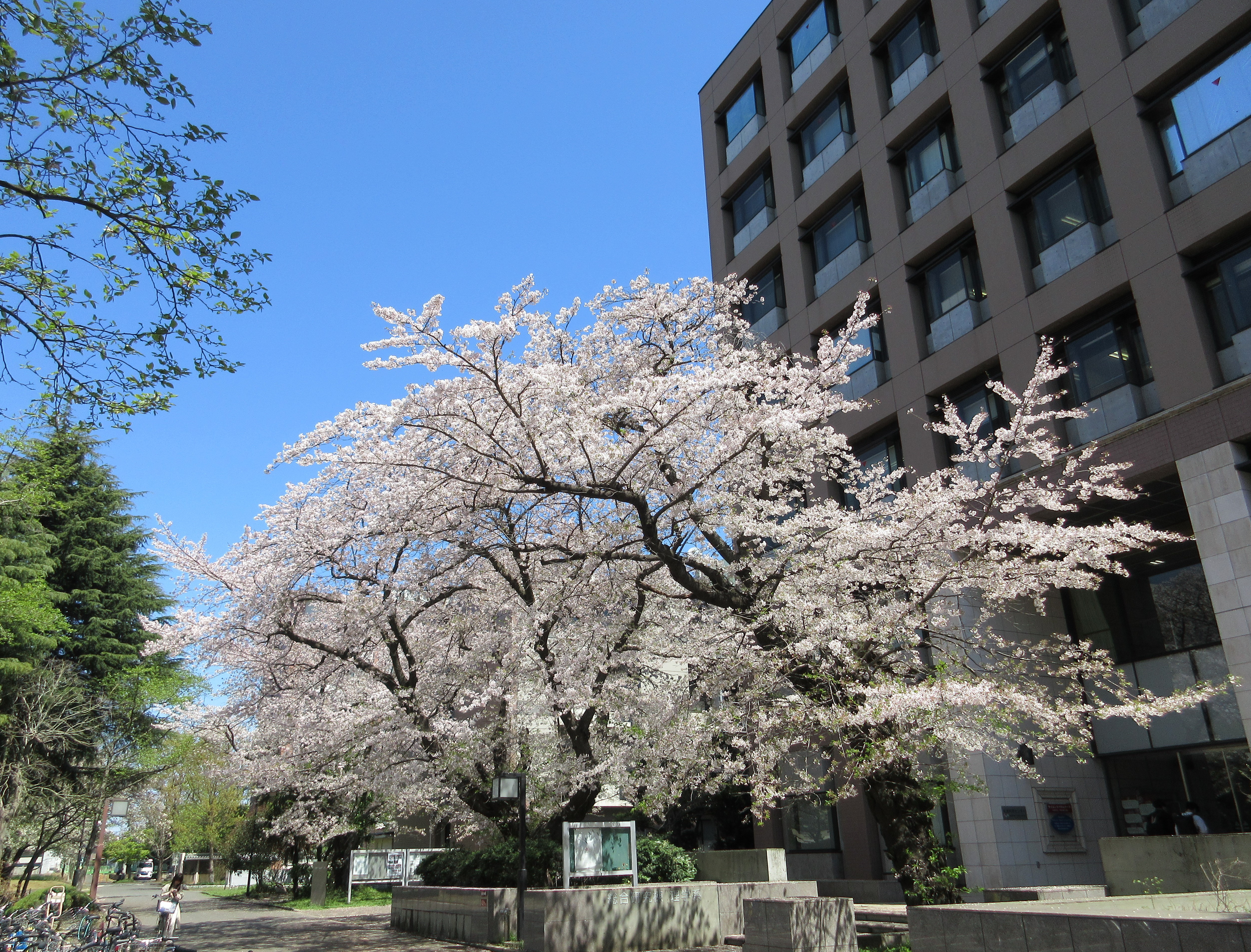 理学部2号館前桜と青空