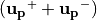 ({\bf u_p}^{+}+{\bf u_p}^{-})